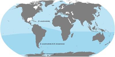 Common and Antarctic Minke Whales: Conservation Status and Future Research Directions